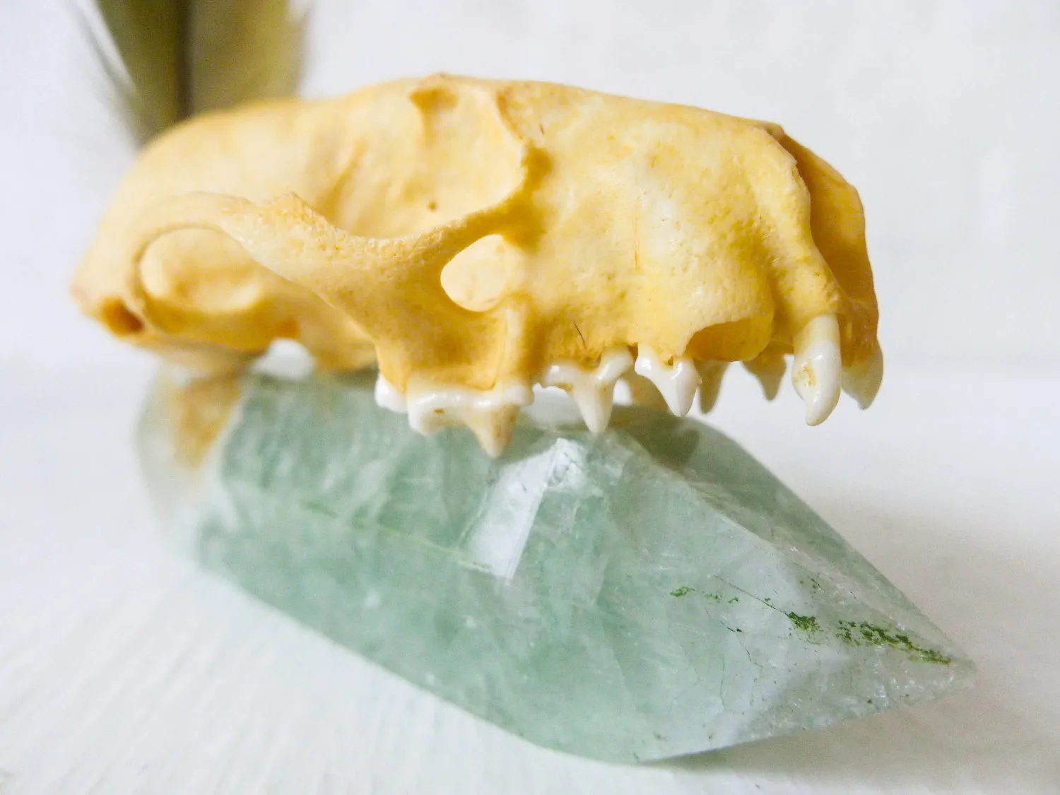 20% SALE Real Mink Skull Crystal Throne with Green Fluorite Point and Real Parrot Feather
