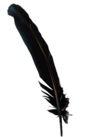 Black Turkey Broad Feather